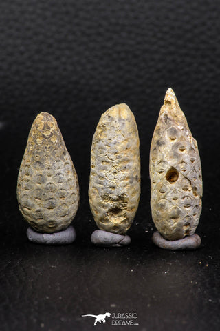 05449 - Great Collection of 3 Fossilized Silicified Pine Cones EQUICALASTROBUS Eocene Sahara Desert