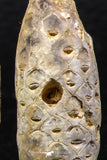 05449 - Great Collection of 3 Fossilized Silicified Pine Cones EQUICALASTROBUS Eocene Sahara Desert