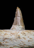 20840 - Collector Grade 6.10 Inch Platecarpus ptychodon (Mosasaur) Partial Right Hemi-Maxilla Cretaceous