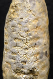 05449 - Great Collection of 3 Fossilized Silicified Pine Cones EQUICALASTROBUS Eocene Sahara Desert