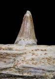 20840 - Collector Grade 6.10 Inch Platecarpus ptychodon (Mosasaur) Partial Right Hemi-Maxilla Cretaceous