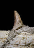 20840 - Collector Grade 6.10 Inch Platecarpus ptychodon (Mosasaur) Partial Right Hemi-Maxilla Cretaceous