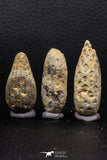 05449 - Great Collection of 3 Fossilized Silicified Pine Cones EQUICALASTROBUS Eocene Sahara Desert