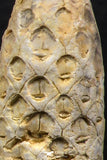 05449 - Great Collection of 3 Fossilized Silicified Pine Cones EQUICALASTROBUS Eocene Sahara Desert