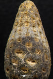 05449 - Great Collection of 3 Fossilized Silicified Pine Cones EQUICALASTROBUS Eocene Sahara Desert