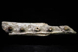 20840 - Collector Grade 6.10 Inch Platecarpus ptychodon (Mosasaur) Partial Right Hemi-Maxilla Cretaceous