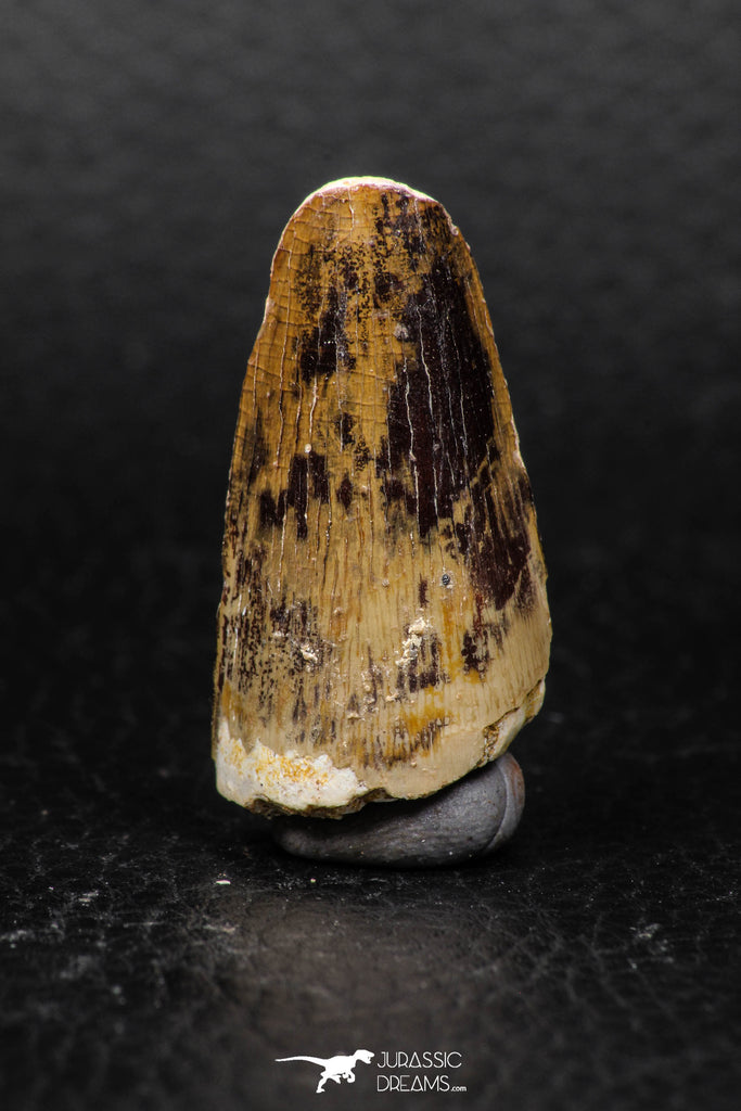 05927 - Well Preserved 1.47 Inch Spinosaurus Dinosaur Tooth Cretaceous