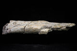20840 - Collector Grade 6.10 Inch Platecarpus ptychodon (Mosasaur) Partial Right Hemi-Maxilla Cretaceous