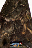 08929 -Top Rare NWA IMB Impact Melt Breccia Chondrite Meteorite Polished Section 13.6 g