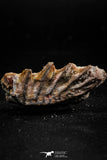 06190 - Rare 1.37 Inch Neoceratodus africanus Tooth From Kem Kem Basin