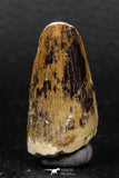 05927 - Well Preserved 1.47 Inch Spinosaurus Dinosaur Tooth Cretaceous