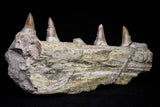 20840 - Collector Grade 6.10 Inch Platecarpus ptychodon (Mosasaur) Partial Right Hemi-Maxilla Cretaceous