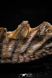 06190 - Rare 1.37 Inch Neoceratodus africanus Tooth From Kem Kem Basin