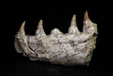 20840 - Collector Grade 6.10 Inch Platecarpus ptychodon (Mosasaur) Partial Right Hemi-Maxilla Cretaceous