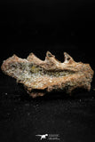 06190 - Rare 1.37 Inch Neoceratodus africanus Tooth From Kem Kem Basin