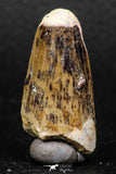 05927 - Well Preserved 1.47 Inch Spinosaurus Dinosaur Tooth Cretaceous