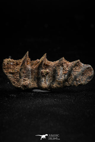 06191 - Rare 1.46 Inch Neoceratodus africanus Tooth From Kem Kem Basin