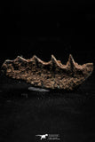 06191 - Rare 1.46 Inch Neoceratodus africanus Tooth From Kem Kem Basin