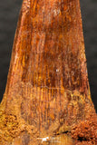 05928 - Beautiful 1.91 Inch Elosuchus sp Cretaceous Crocodile Tooth KemKem Beds