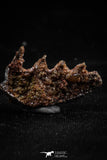 06192 - Beautiful Well Preserved Ceratodus humei Tooth From Kem Kem Basin