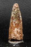 05929 - Well Preserved 1.90 Inch Spinosaurus Dinosaur Tooth Cretaceous