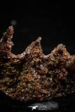 06192 - Beautiful Well Preserved Ceratodus humei Tooth From Kem Kem Basin