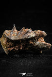 06193 - Rare 0.98 Inch Neoceratodus africanus Tooth From Kem Kem Basin