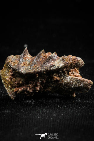 06193 - Rare 0.98 Inch Neoceratodus africanus Tooth From Kem Kem Basin