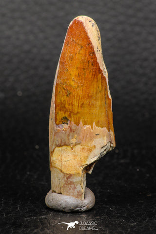 05930 - Well Preserved 2.19 Inch Spinosaurus Dinosaur Tooth Cretaceous