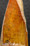 05930 - Well Preserved 2.19 Inch Spinosaurus Dinosaur Tooth Cretaceous