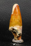 05930 - Well Preserved 2.19 Inch Spinosaurus Dinosaur Tooth Cretaceous