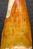 05930 - Well Preserved 2.19 Inch Spinosaurus Dinosaur Tooth Cretaceous