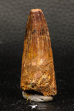 05931 - Well Preserved 1.99 Inch Spinosaurus Dinosaur Tooth Cretaceous