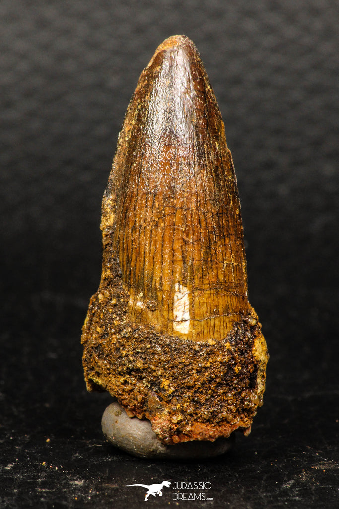 05932 - Well Preserved 1.82 Inch Spinosaurus Dinosaur Tooth Cretaceous