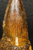 05932 - Well Preserved 1.82 Inch Spinosaurus Dinosaur Tooth Cretaceous