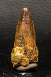 05932 - Well Preserved 1.82 Inch Spinosaurus Dinosaur Tooth Cretaceous