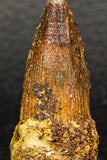 05932 - Well Preserved 1.82 Inch Spinosaurus Dinosaur Tooth Cretaceous
