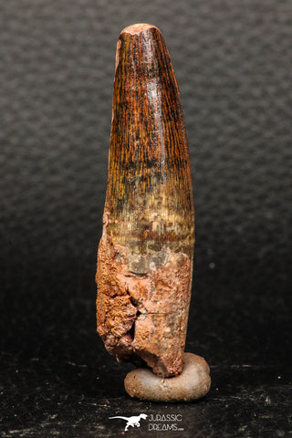 05933 - Well Preserved 2.36 Inch Spinosaurus Dinosaur Tooth Cretaceous