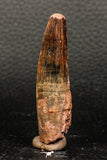 05933 - Well Preserved 2.36 Inch Spinosaurus Dinosaur Tooth Cretaceous