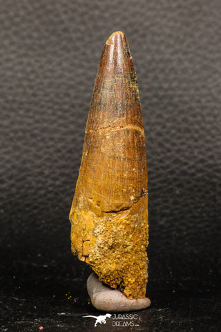 05934 - Well Preserved 2.93 Inch Spinosaurus Dinosaur Tooth Cretaceous