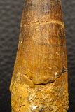 05934 - Well Preserved 2.93 Inch Spinosaurus Dinosaur Tooth Cretaceous