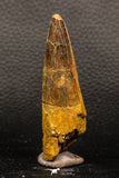 05934 - Well Preserved 2.93 Inch Spinosaurus Dinosaur Tooth Cretaceous