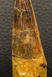 05934 - Well Preserved 2.93 Inch Spinosaurus Dinosaur Tooth Cretaceous