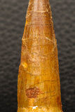 05936 - Well Preserved 2.62 Inch Spinosaurus Dinosaur Tooth Cretaceous