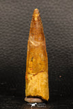 05936 - Well Preserved 2.62 Inch Spinosaurus Dinosaur Tooth Cretaceous