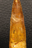 05936 - Well Preserved 2.62 Inch Spinosaurus Dinosaur Tooth Cretaceous