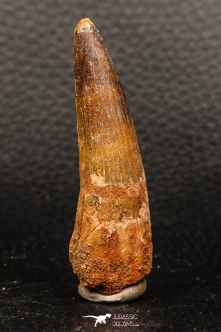 05937 - Well Preserved 2.33 Inch Spinosaurus Dinosaur Tooth Cretaceous