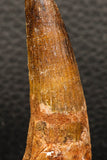 05937 - Well Preserved 2.33 Inch Spinosaurus Dinosaur Tooth Cretaceous