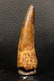 05937 - Well Preserved 2.33 Inch Spinosaurus Dinosaur Tooth Cretaceous