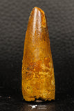 05938 - Well Preserved 2.16 Inch Spinosaurus Dinosaur Tooth Cretaceous